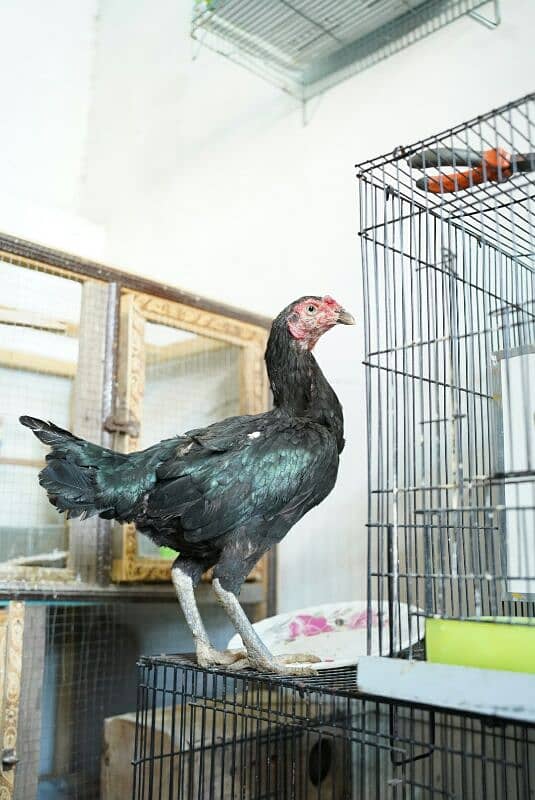 Mushki aseel adult female for urgent sale 8