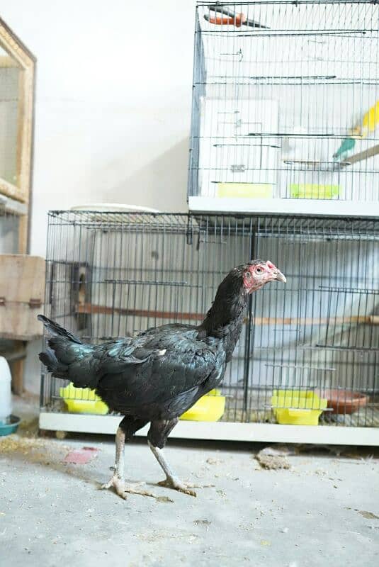 Mushki aseel adult female for urgent sale 9