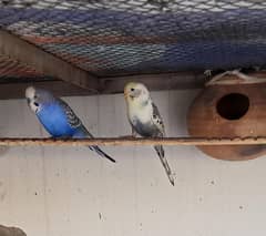 Austrolin budgies breeder pair for sale