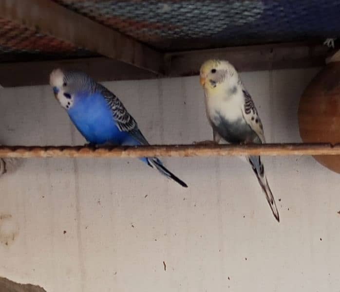 Austrolin budgies breeder pair for sale 1