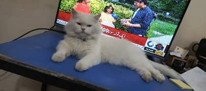 Trained persian cat for sale