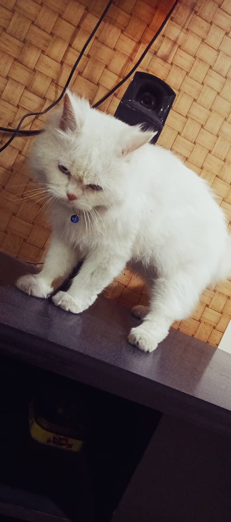 Trained persian cat for sale 1