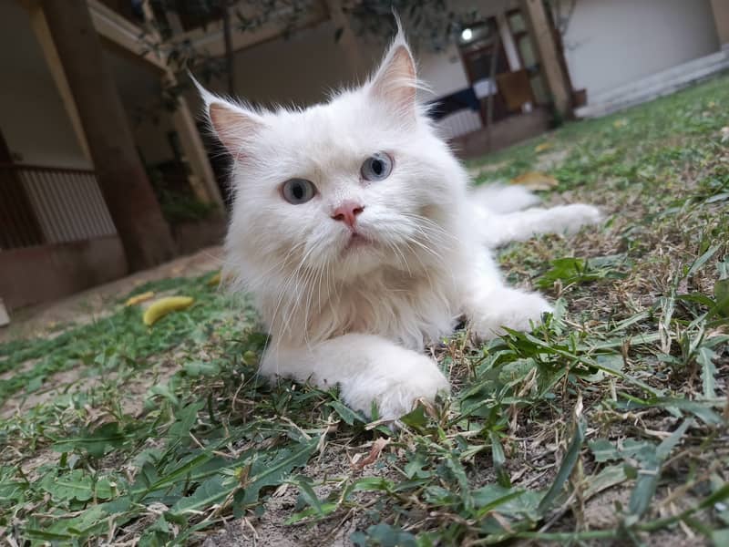 Trained persian cat for sale 2