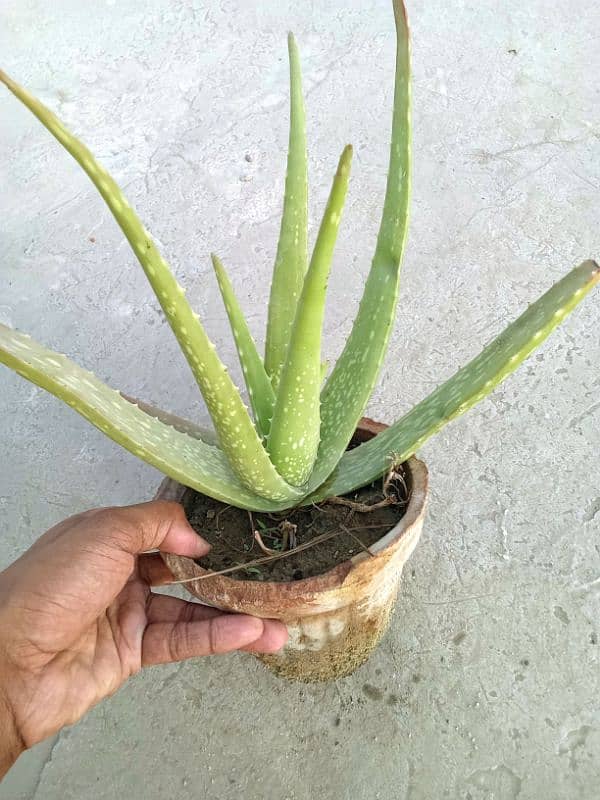 4 Aloe Vera plants 0