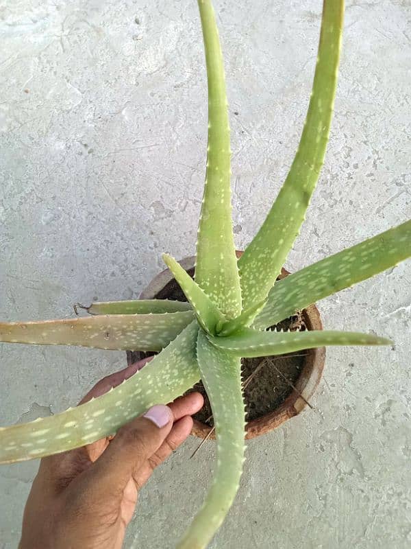 4 Aloe Vera plants 1