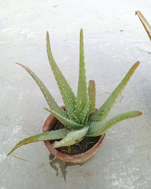 4 Aloe Vera plants 2