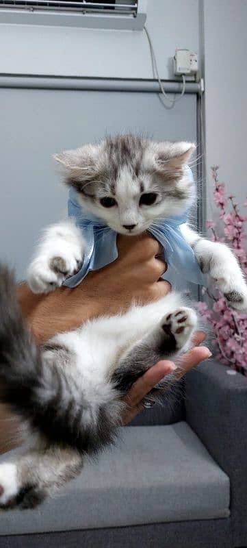 Pure Persian Male Kitten 0