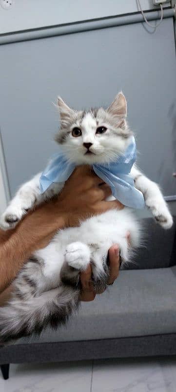 Pure Persian Male Kitten 1