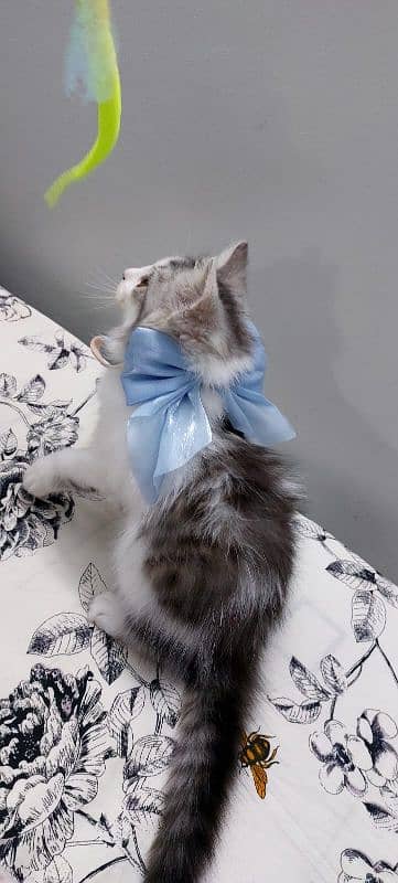 Pure Persian Male Kitten 2