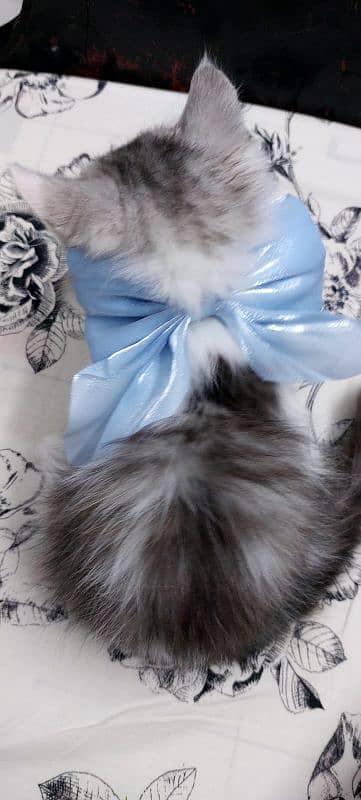 Pure Persian Male Kitten 3