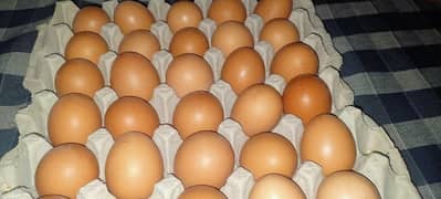 desi eggs