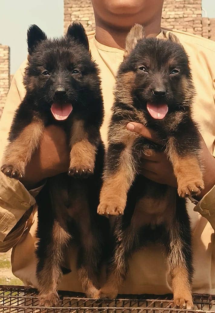 German shepherd puppies for sale /  german shepherd 0