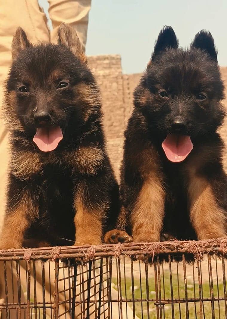 German shepherd puppies for sale /  german shepherd 1