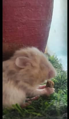 Hamster