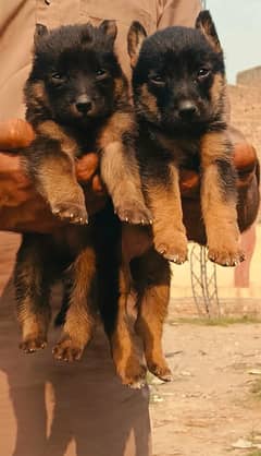 German shepherd puppies for sale / puppy / GSD pup / german shepherd