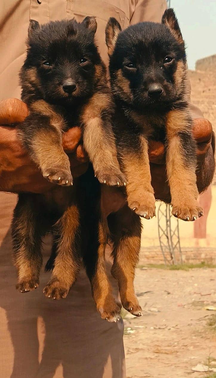 German shepherd puppies for sale / puppy / GSD pup / german shepherd 0