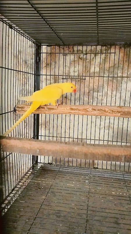 Yellow Ringneck 0