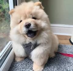 Chow Chow Dogs for sale in Karachi OLX Pakistan