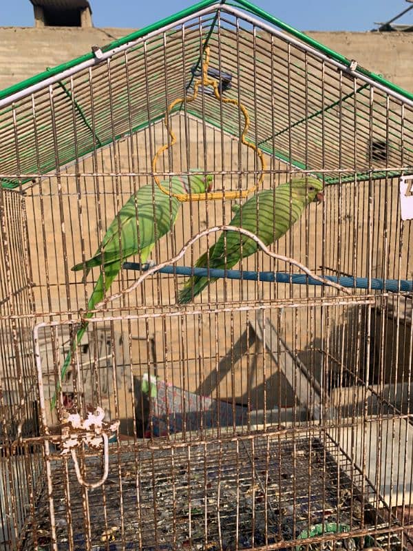 Ringneck Parrots pair cage ka sath 0