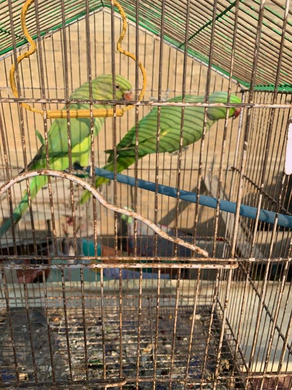 Ringneck Parrots pair cage ka sath 1