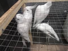 2 adult pair of Eno Cockatiel