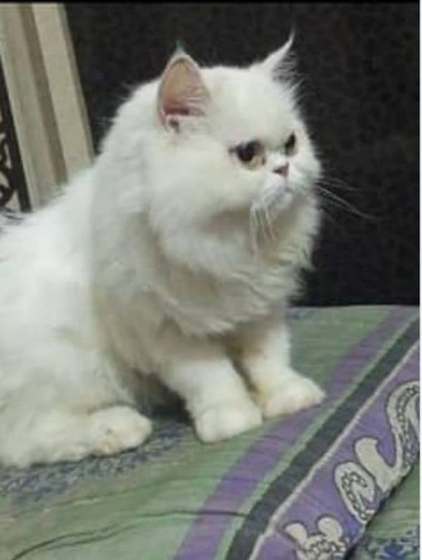 male cat adoption p Dena h 2000 ke or female payment per 0