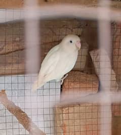 split albino male