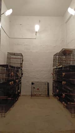 Parrot Cages