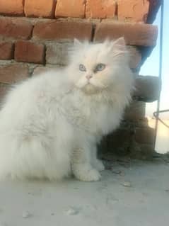 Blue eyes Persian female cat urgently sale