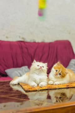 Persian cat for sale my WhatsApp number 03468444939