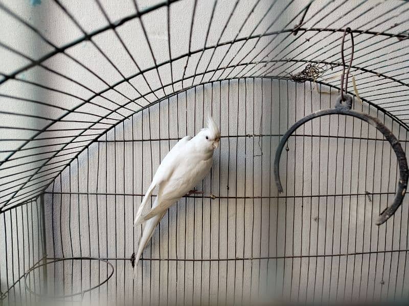 White Cocktail Red Eye adult male for sale urgently 0