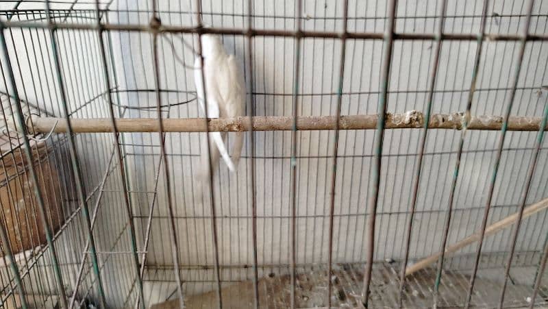 White Cocktail Red Eye adult male for sale urgently 1