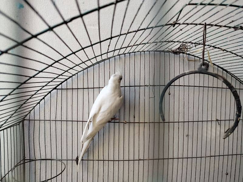 White Cocktail Red Eye adult male for sale urgently 2