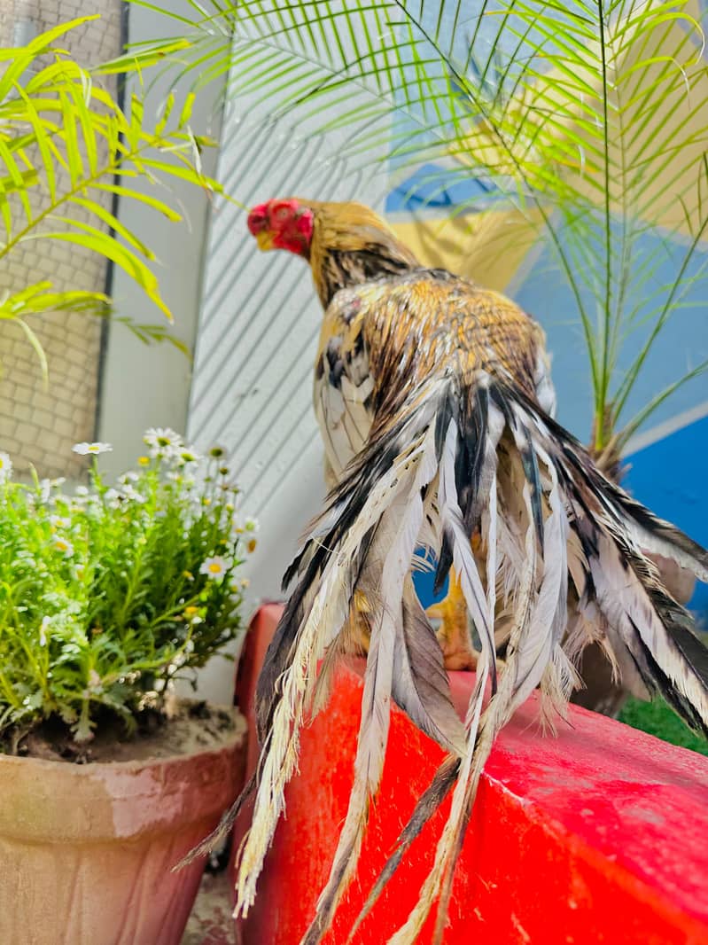 Tamilnadu / Indian / Parrot beak / long tail / Hopeland fancy bird Olx 4