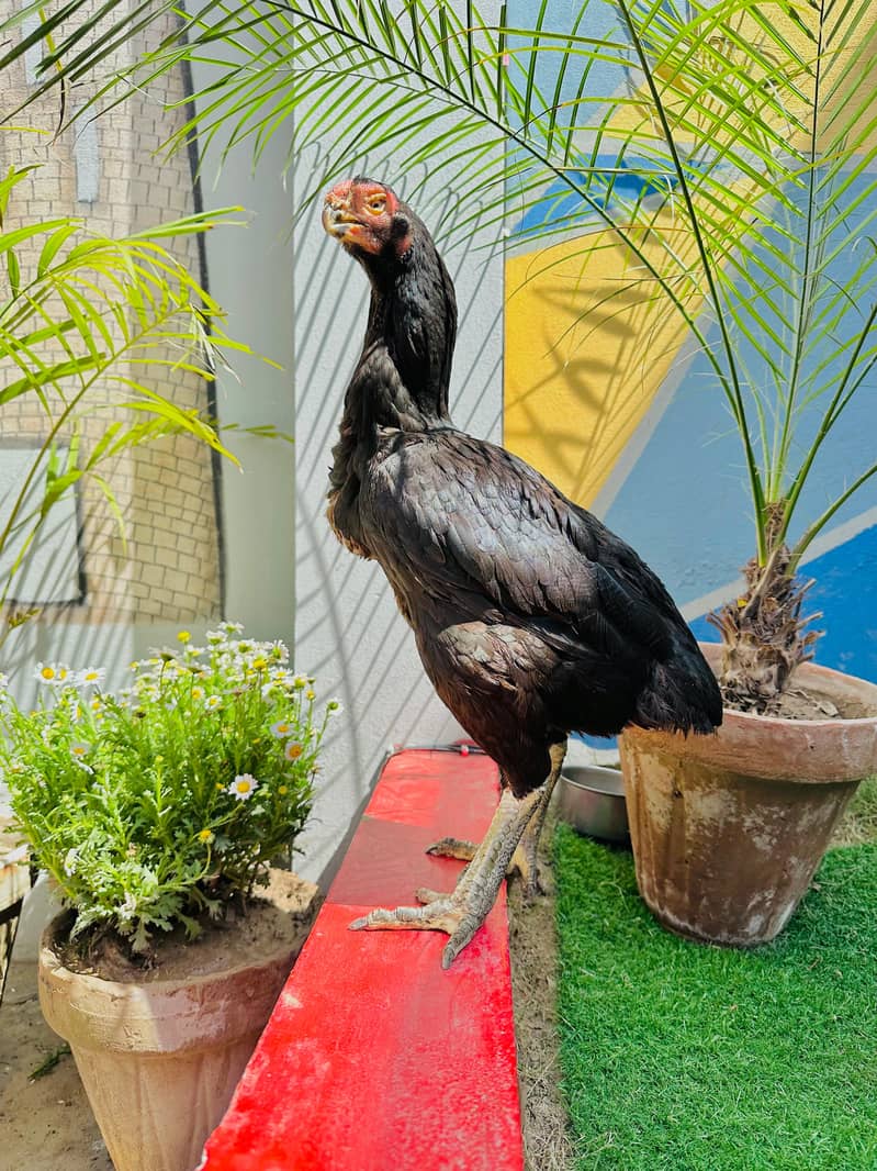 Tamilnadu / Indian / Parrot beak / long tail / Hopeland fancy bird Olx 5