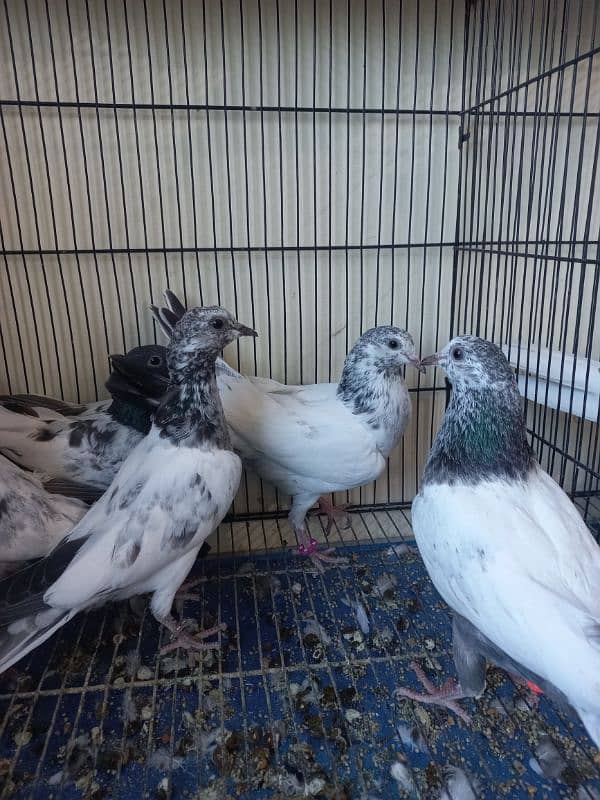 Baby pigeons for sale 0