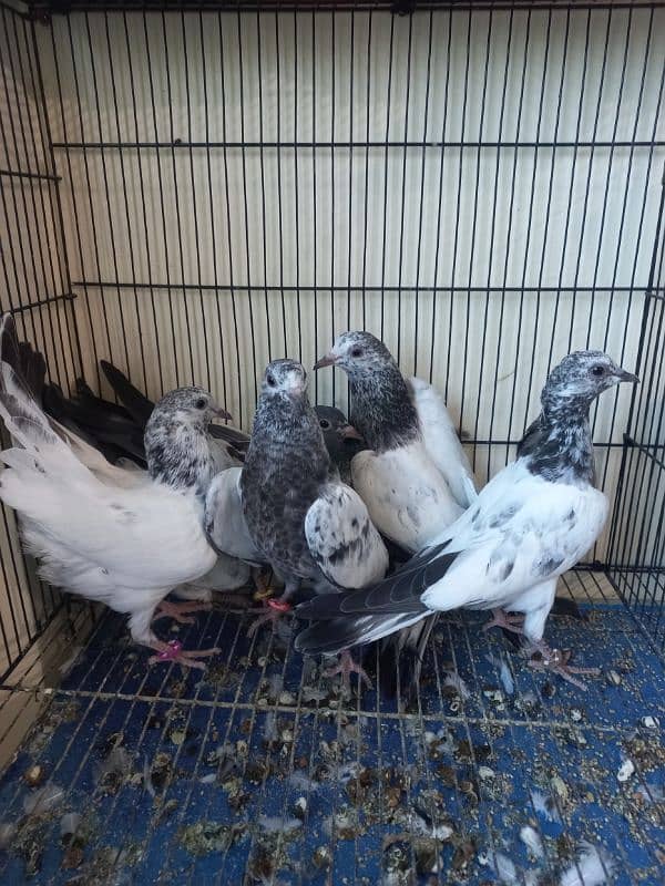 Baby pigeons for sale 1