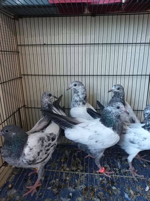 Baby pigeons for sale 2