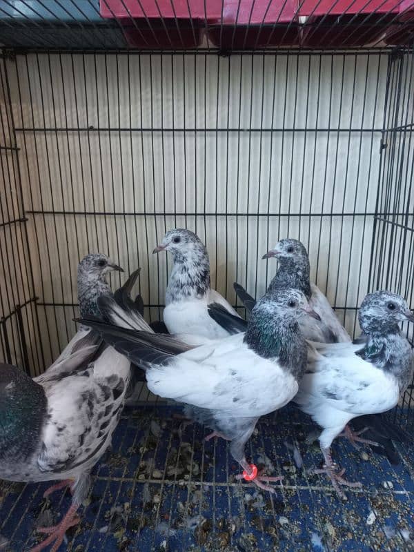 Baby pigeons for sale 3