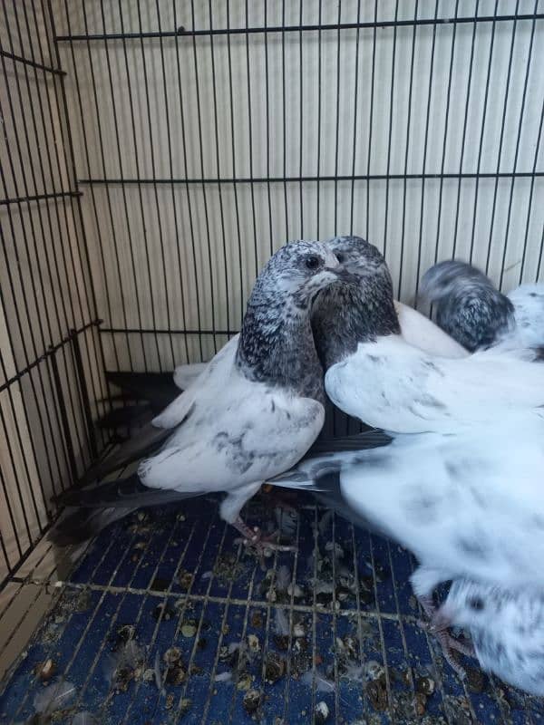 Baby pigeons for sale 4