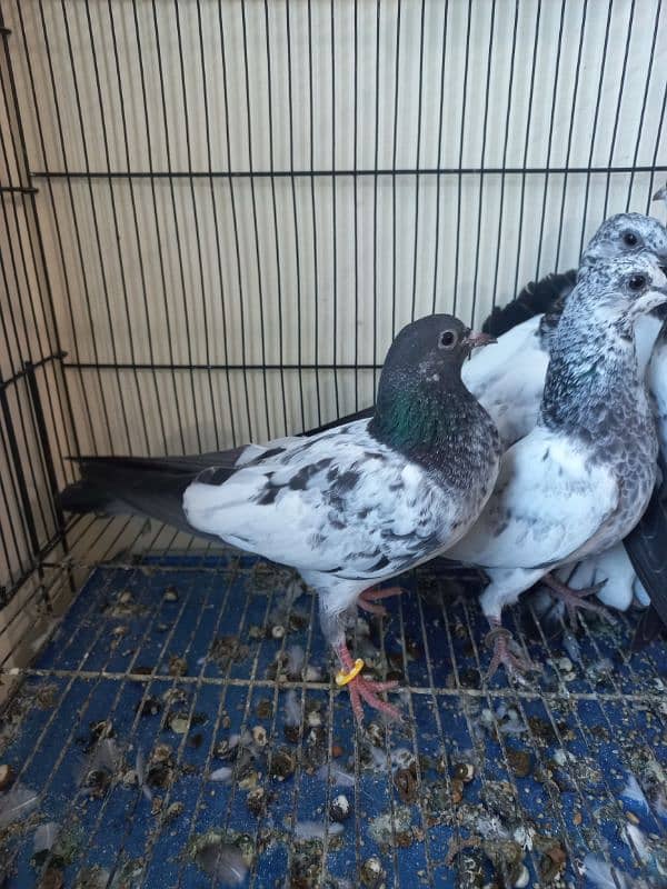 Baby pigeons for sale 5