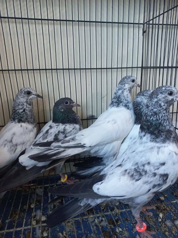 Baby pigeons for sale 6