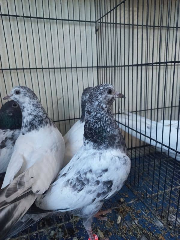 Baby pigeons for sale 7