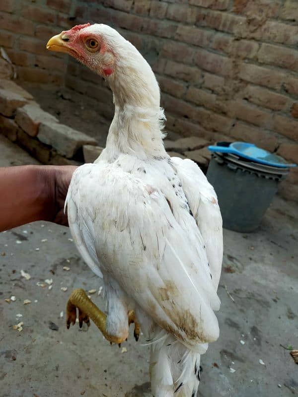 Aseel Mianwali Breed 2