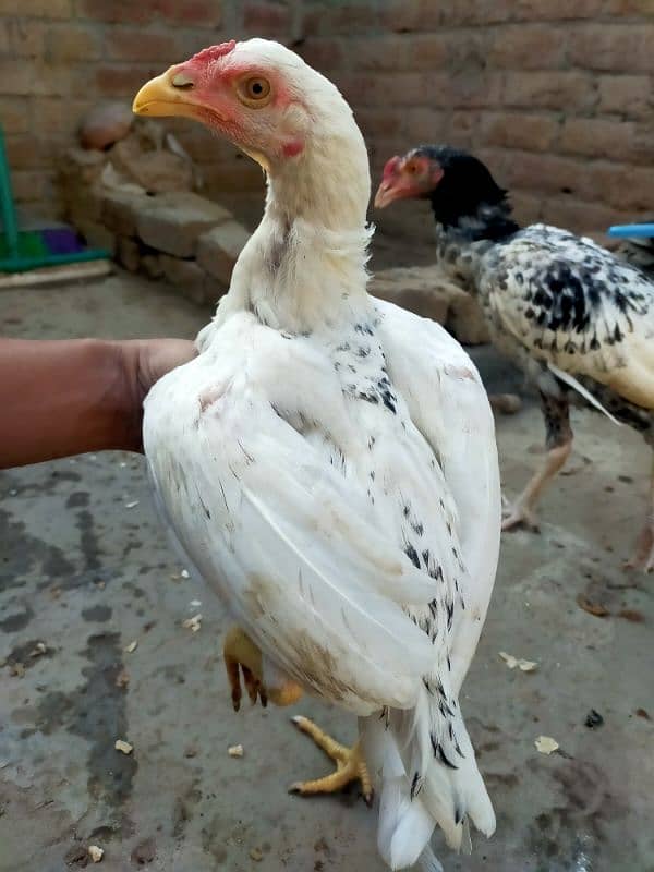 Aseel Mianwali Breed 3