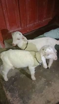 MashAllah 2 active goats baby