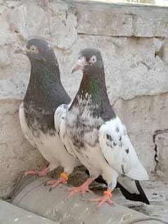 Teddy pigeons