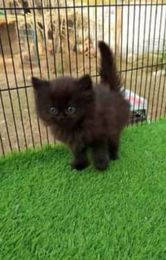 Kittens Black For Sale