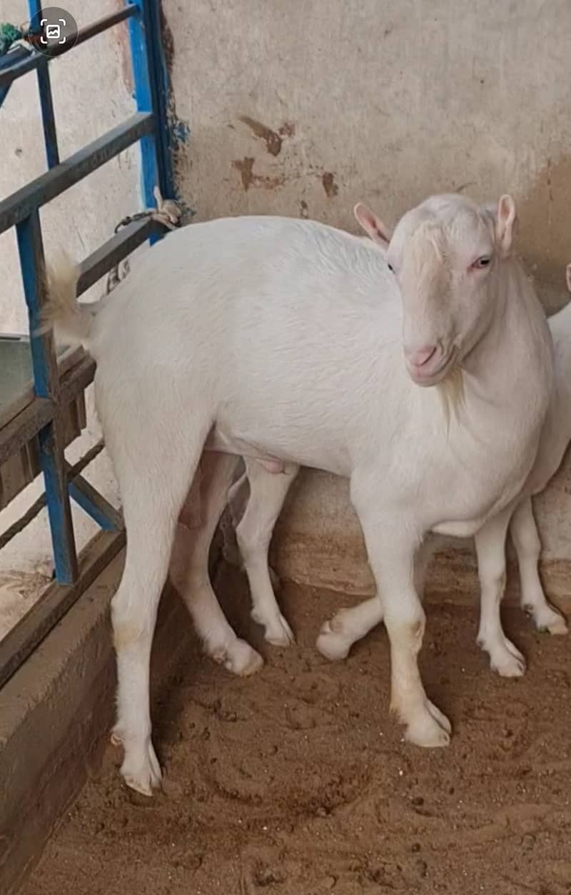 gulabi teddy bakra (bakri breeder) tedda goat tedy 0