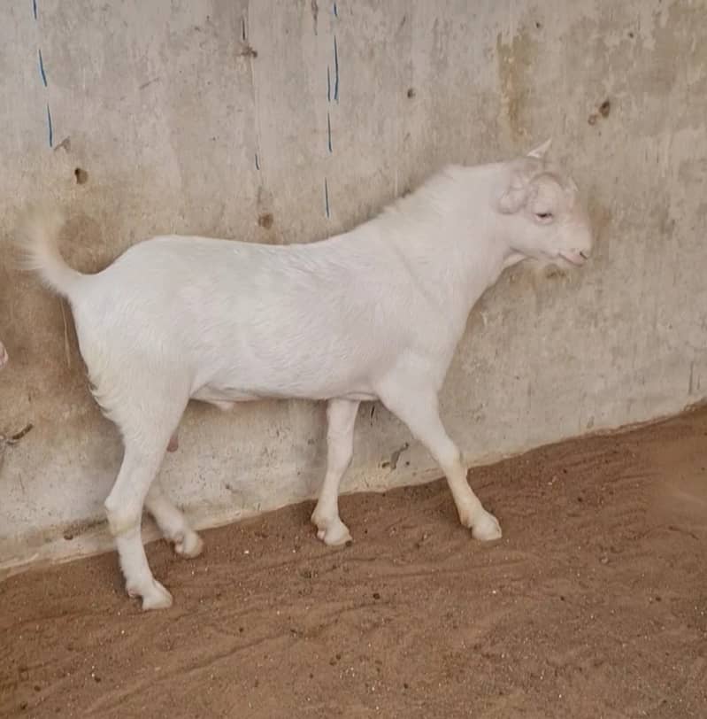 gulabi teddy bakra (bakri breeder) tedda goat tedy 2